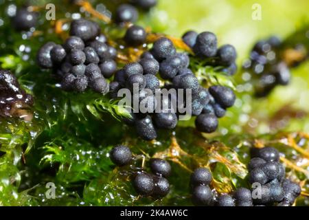 Moule à fructifier de nombreux corps de fructification sphériques bleu foncé les uns à côté des autres sur la mousse verte Banque D'Images