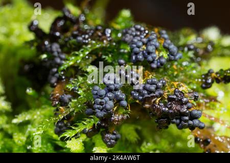 Moule à fructifier de nombreux corps de fructification sphériques bleu foncé les uns à côté des autres sur la mousse verte Banque D'Images