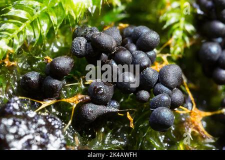 Moule à fructifier plusieurs corps sphériques de fructification bleu foncé l'un à côté de l'autre sur la mousse verte Banque D'Images