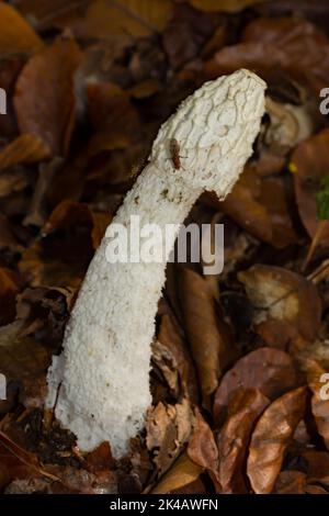 Corps commun de fructification de type phallus blanc à la tête blanche dans des feuilles d'automne brunes Banque D'Images