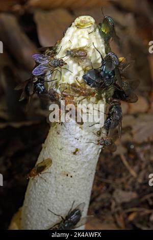 Corps commun de fructification de type phallus blanc avec tête brune et mouches Banque D'Images