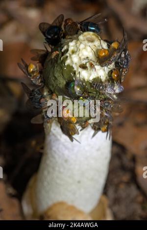 Corps commun de fructification de type phallus blanc avec tête vert olive et mouches Banque D'Images