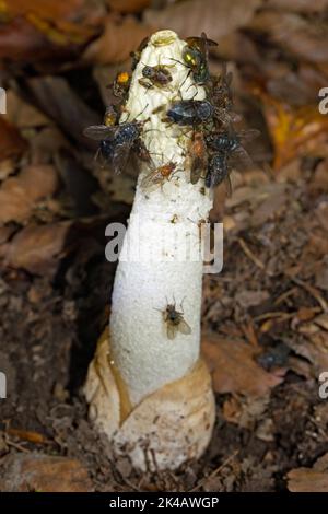 Corps commun de fructification de type phallus blanc avec tête vert olive et mouches Banque D'Images