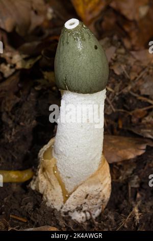 Corps commun de fructification à la forme de phallus blanc avec tête verte-marron Banque D'Images