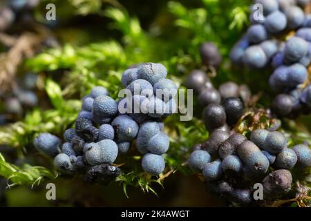 Moule à fructifier de nombreux corps de fructification sphérique bleu les uns à côté des autres sur des mousses vertes Banque D'Images