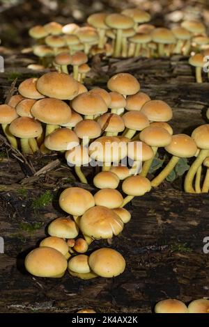 Beaucoup de fructifications avec des tiges jaune-vert et des capuchons brun clair sur un tronc d'arbre Banque D'Images