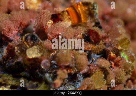 Brique rouge tige slime moule beaucoup de brun clair et rouge corps de fruits à côté l'un de l'autre Banque D'Images