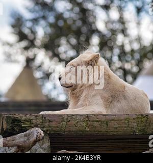 Lion blanc (Panthera leo), mâle en profil, au repos, mutation de couleur, leucisme, Captive, Safaripark, Safariland Stukenbrock, Schloss Banque D'Images