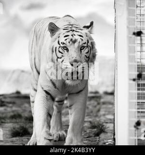 Tigre blanc (Panthera tigris), portrait à côté de la cage, leucanisme, agité, bouche légèrement ouverte, captif, photo en noir et blanc Banque D'Images