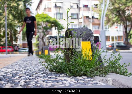 La pelouse s'éparpfaux sur le trottoir de la ville. Rue urbaine le matin. La nature, l'homme et le chaos de la ville. L'accent est mis sur la pierre de pavage. Banque D'Images