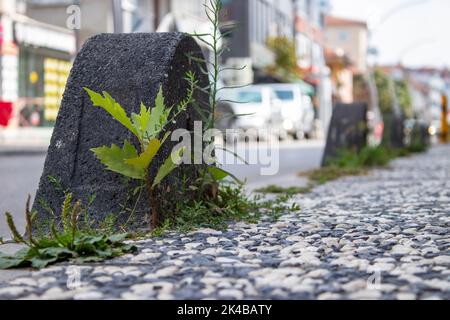 La pelouse s'éparpfaux sur le trottoir de la ville. Rue urbaine le matin. La nature, l'homme et le chaos de la ville. L'accent est mis sur la pierre de pavage. Banque D'Images