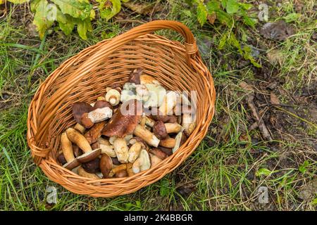 Boletus aux champignons dans un panier en osier. Champignons CEP d'automne. Détail printemps Boletus edulis. Cuisson de délicieux champignons bio. Champignons comestibles. Banque D'Images