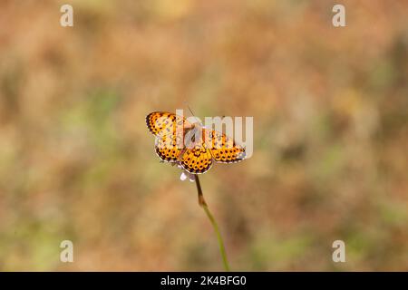 Twin Spot papillon Fritillaire (Brenthis hecate), baignant dans le soleil dans la campagne espagnole à Castille et León Espagne Banque D'Images