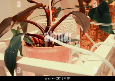 Système d'irrigation goutte-à-goutte automatique pour plantes et fleurs intérieures avec possibilité de programmer. Technologies modernes de la maison Banque D'Images