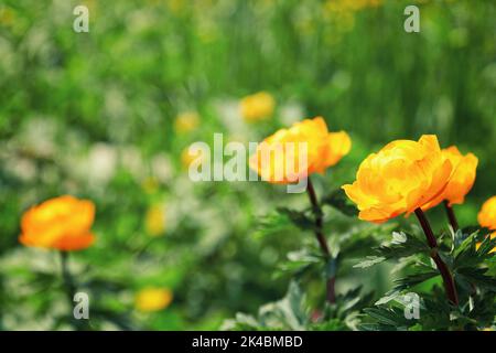 Petites fleurs orange marigold avec herbe verte floue. Beauté nature et plantes arrière-plans Banque D'Images