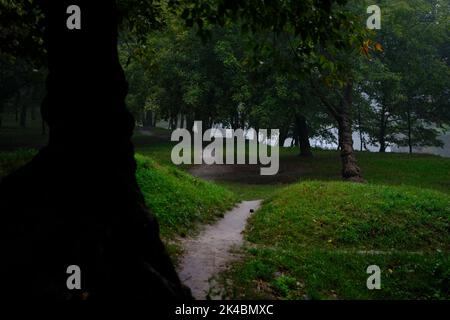 Chemin mystérieux plein de racines au milieu de forêts de conifères en bois, entouré de buissons et de feuilles vertes. Banque D'Images