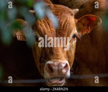 Un gros plan d'une vache brune de Limousin dans un champ Banque D'Images