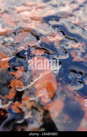 Véritable fond de surface et de pierre en marbre naturel, texture marbel d'ardoise noire et rouge sous l'eau, marbre de dalle matte rustique brun naturel, emperador sto Banque D'Images