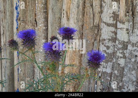 Un gros plan du Cynara cardunculus (Cardoon), un vivace robuste Banque D'Images