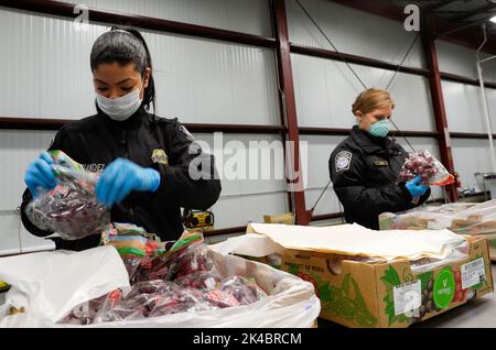 Bureau des douanes et de la protection des frontières des États-Unis des opérations sur le terrain des spécialistes agricoles inspectent les expéditions de fruits qui arrivent au port de Philadelphie, Pennsylvanie, 16 avril 2020. Photo CBP par Glenn Fawcett Banque D'Images