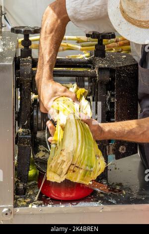 Gros plan vertical d'un homme qui extrait du sucre de canne en l'insérant dans un outil d'extraction de canne à sucre Banque D'Images