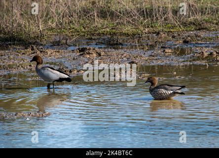 Une paire de canards de bois australiens (Chenonetta jubata) à la recherche d'une bonne humeur à Sydney, Nouvelle-Galles du Sud, Australie (photo de Tara Chand Malhotra) Banque D'Images