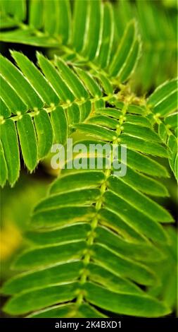 Un cliché vertical de feuilles de Mimosa pudica Banque D'Images