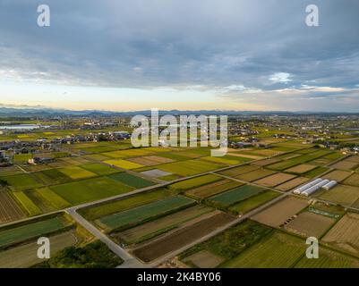 Le soleil de la fin de l'après-midi touche les champs de riz en automne Banque D'Images