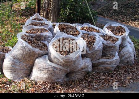 Grands sacs poubelle en plastique transparents remplis de feuilles d'automne colorées et laissés sur le trottoir, prêts à être ramassés et éliminés Banque D'Images