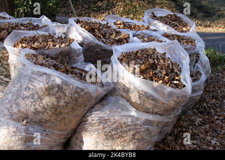 Grands sacs poubelle en plastique transparents remplis de feuilles d'automne colorées et laissés sur le trottoir, prêts à être ramassés et éliminés Banque D'Images