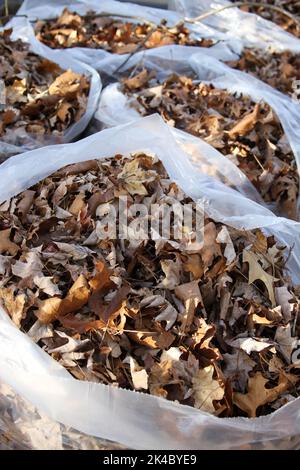 Grands sacs en plastique remplis de feuilles d'automne sèches et colorées, prêts à être ramaillés et mis au rebut Banque D'Images