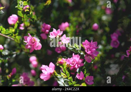 Gros plan des fleurs roses profondes de la famille des Rutaceae de la rose indigène australienne, Boronia serrulata, qui poussent dans la forêt sclérophylle sous le soleil Banque D'Images