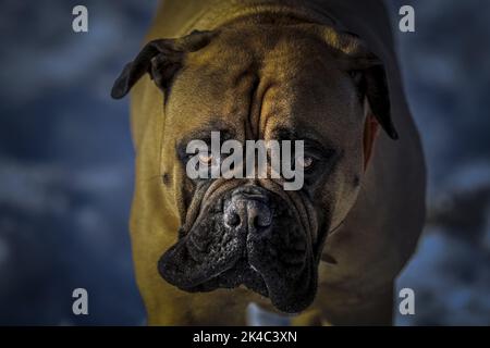 GROS PLAN D'UN GROS BULLMASTIFF AVEC DES YEUX LUMINEUX ET UN ARRIÈRE-PLAN FLOU Banque D'Images