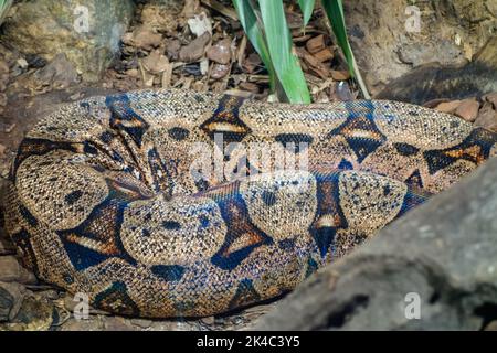 Le serpent constricteur de Boa, le boa à queue rouge ou le boa commun. Vue rapprochée Banque D'Images