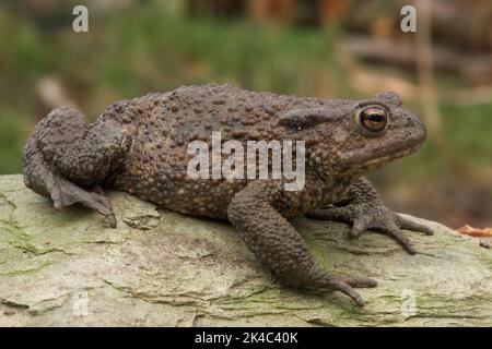 Gros plan sur un crapaud européen commun gravid Bufo bufo assis sur le bois dans le jardin Banque D'Images