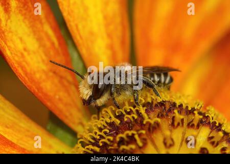 Gros plan sur une feuille de patchwork mâle , Megachile centuncularis sur une fleur de Helenium orange dans le jardin Banque D'Images