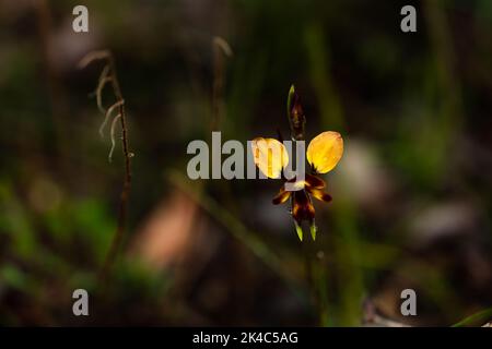 orchidée de l’âne Banque D'Images