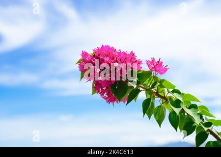 Bougainvillea rose en pleine croissance à Nha Trang Vietnam Banque D'Images