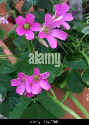 petites fleurs roses dans l'herbe Banque D'Images