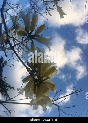 fleurs d'un lapacho blanc Banque D'Images