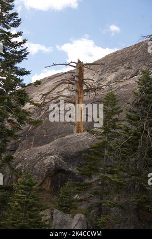 Un cliché vertical d'un arbre mort sur le pic du Sentinel Dome, Yosemite Banque D'Images