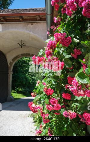 Un cliché vertical de fleurs sur l'arcade du Château Cam à Muhlviertel, Autriche Banque D'Images