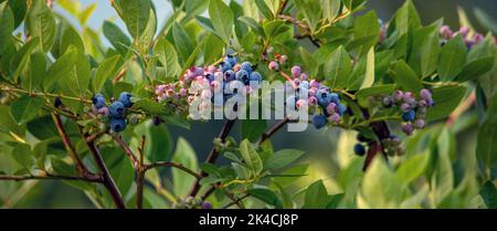 panorama de bleuets frais, montrer ce fruit doux sain poussant sur des buissons dans Michigan USA Banque D'Images