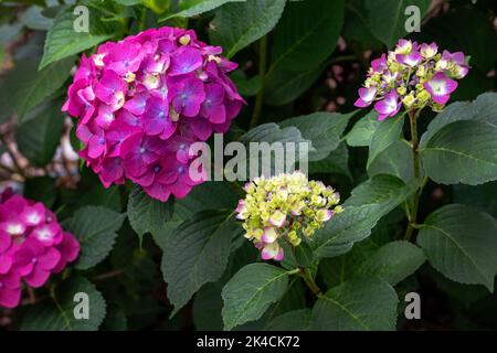 De belles fleurs d'Hydrangea fleurissent du début à l'ouverture, à complètement plein et mûr. Pourtant joli à chaque étape Banque D'Images