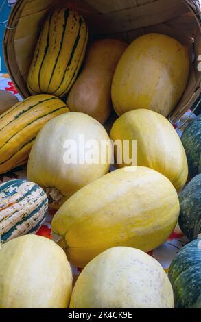 Les grosses rips de courge débordent des paniers sur ce marché agricole du Michigan aux États-Unis Banque D'Images