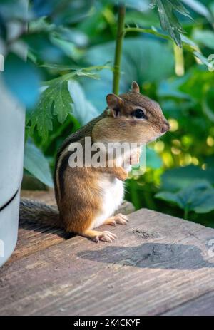 Un chipmunk se tient calme mais alerte, comme elle se cache dans l'ombre sur un pont en bois Banque D'Images