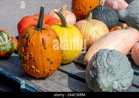 Variété amusante de citrouilles et de gourdes inhabituelles pour décorer l'automne pendant l'action de grâce et halloween Banque D'Images