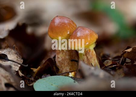 Deux minuscules champignons de greville (Suillus grevillei) en automne Banque D'Images