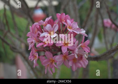 Un gros plan des fleurs de Plumeria rubra (Frangipani) qui poussent à l'extérieur Banque D'Images