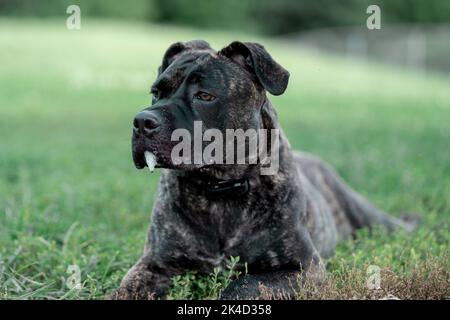 Un gros plan d'un magnifique chiot de mastiff italien qui se pose paisiblement dans un parc vert ensoleillé Banque D'Images